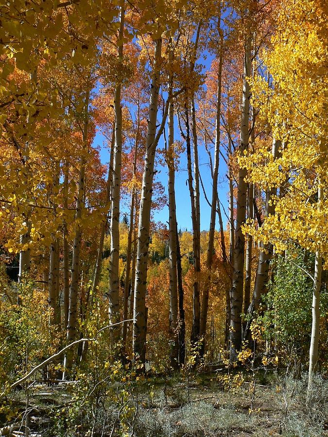 Tree Photograph - Autumn Aspen Grove Dixie National Forest Utah by Deborah Moen