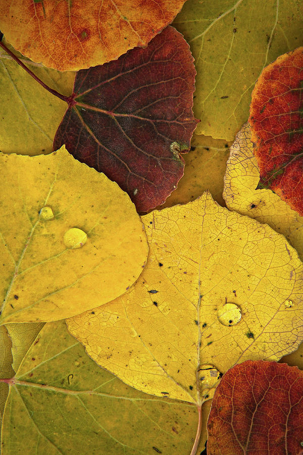 Autumn Aspen Leaves Photograph