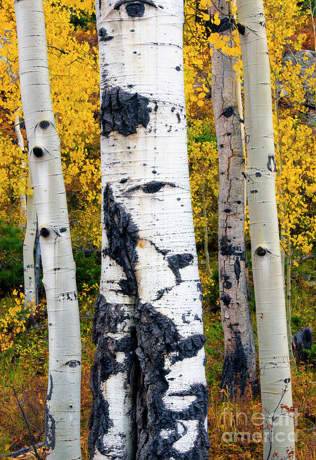 Autumn Aspen Photograph by Mike Dawson