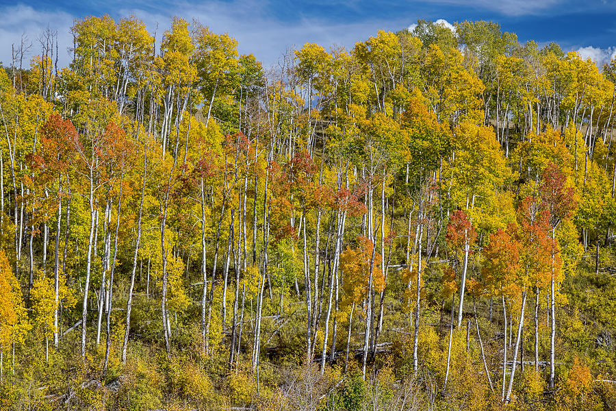 Autumn Aspen Tree Forest Layers of Colors Photograph by James BO Insogna