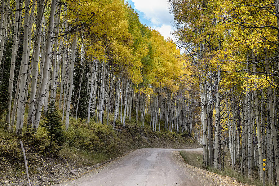 Autumn Aspen Tree Lined Rocky Mountain Road Photograph by James BO Insogna