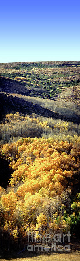 Autumn Aspen Trees a few kilometers north of Mono Lake Photograph by Wernher Krutein