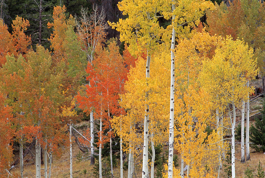 Tree Photograph - Autumn Aspen Trees by David Nunuk