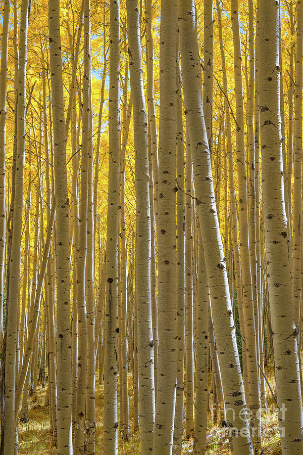 Autumn Aspen Trees  Photograph by Michael Ver Sprill