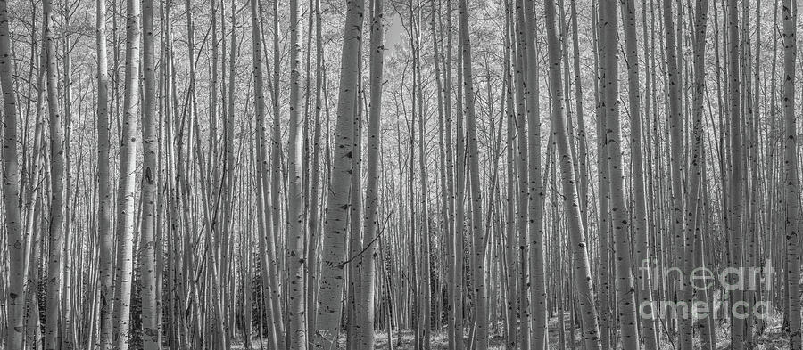Autumn Aspen Trees Panorama BW Photograph by Michael Ver Sprill