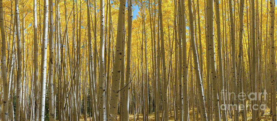 Autumn Aspen Trees Panorama  Photograph by Michael Ver Sprill