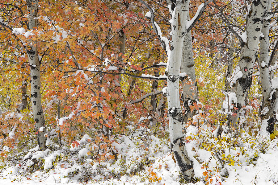 Autumn Aspens 7 Photograph by Leland D Howard