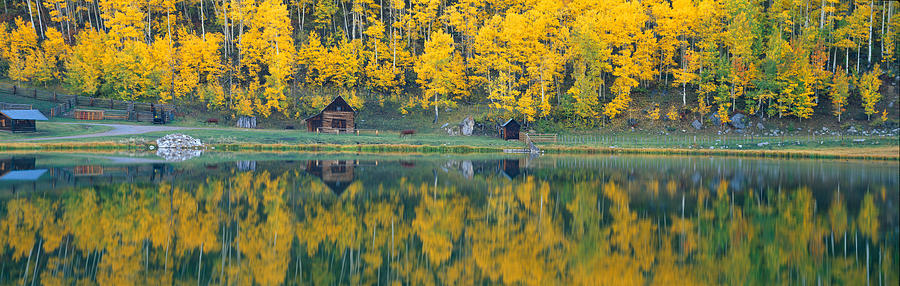Nature Photograph - Autumn Aspens Along Route 550, North by Panoramic Images