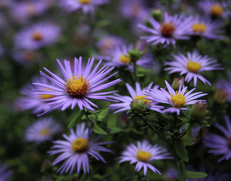 Autumn Asters Photograph by Jessica Jenney