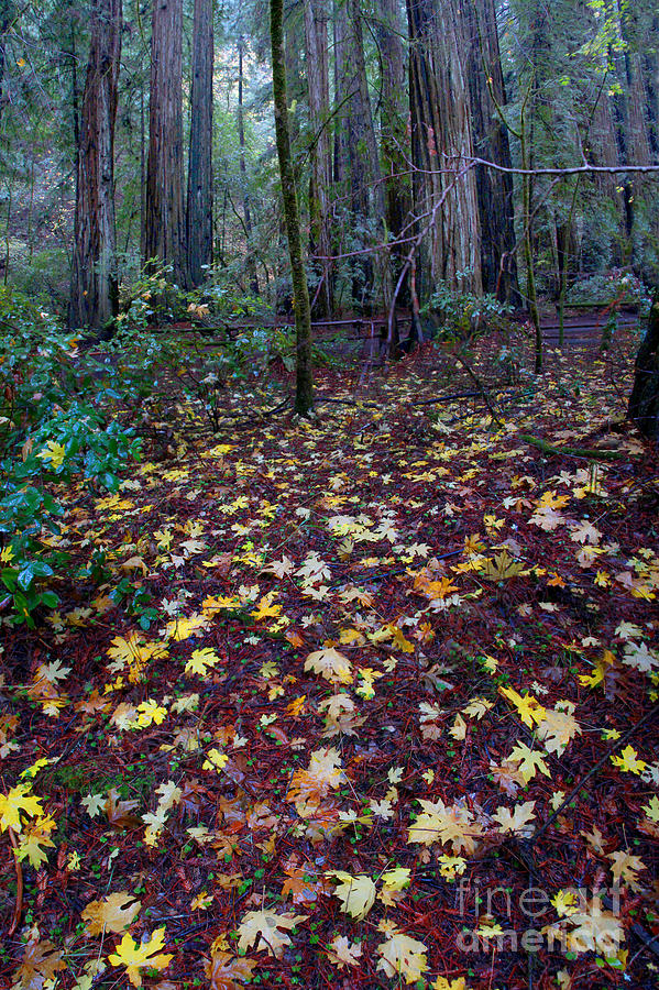 Autumn at Armstrong Woods Sonoma County California Photograph by Wernher Krutein