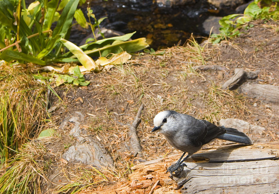 Gray Jay and Autumn at Brainard Lake and the Indian Peaks Photograph by Steven Krull