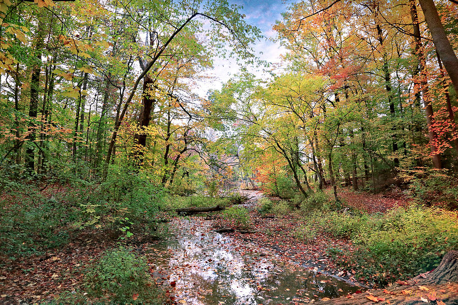 Autumn at Hopkins Pond Photograph by John Rivera