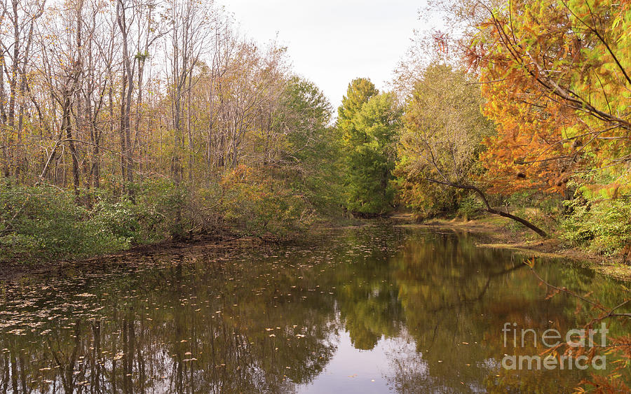 Autumn at Jeffries Creek Nature Park Photograph by MM Anderson