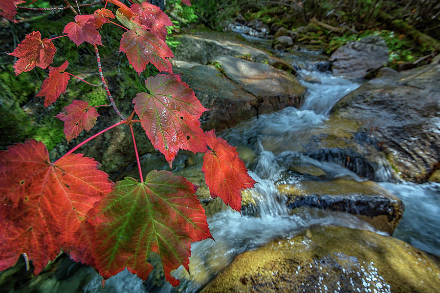 Tree Photograph - Autumn at Katahdin Stream by Rick Berk