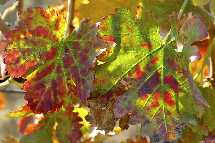 Autumn at Lachish vineyards 2 Photograph by Dubi Roman