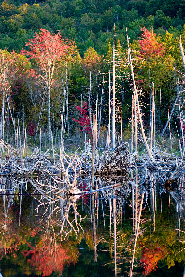 Fall Photograph - Autumn at Moosehead bog by Brent L Ander
