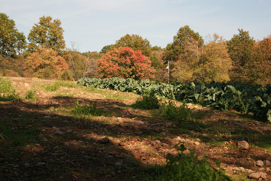 Autumn at Sherwoods Farm Photograph by Margie Avellino