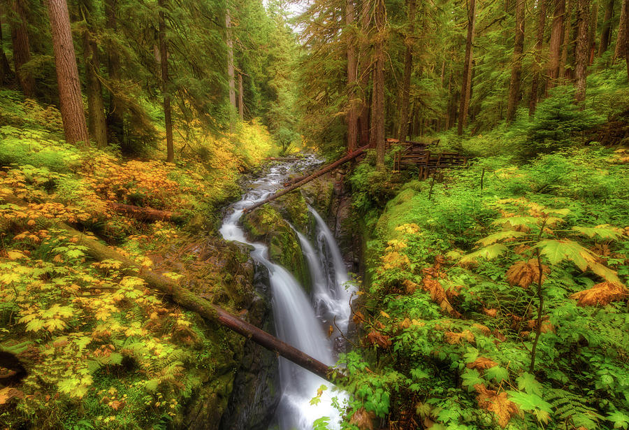 Autumn at Sol Duc Photograph by Judi Kubes