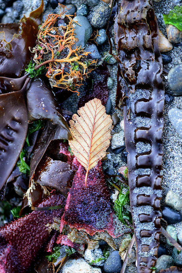 Autumn at the Beach Photograph by Bob VonDrachek