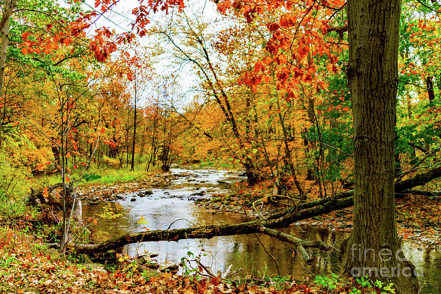 Autumn at the Creek Photograph by William Norton
