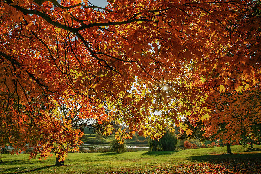 Autumn at the in Forest Park St Louis Missouri Photograph by Garry McMichael