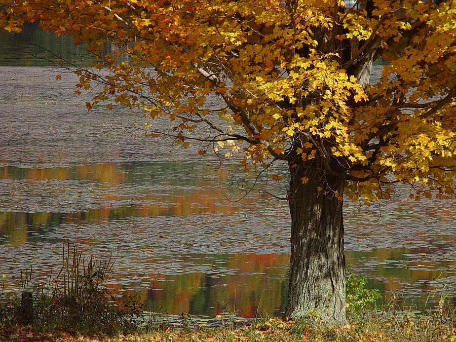 Fall Photograph - Autumn at the lake St. Catherine by Ken Moran