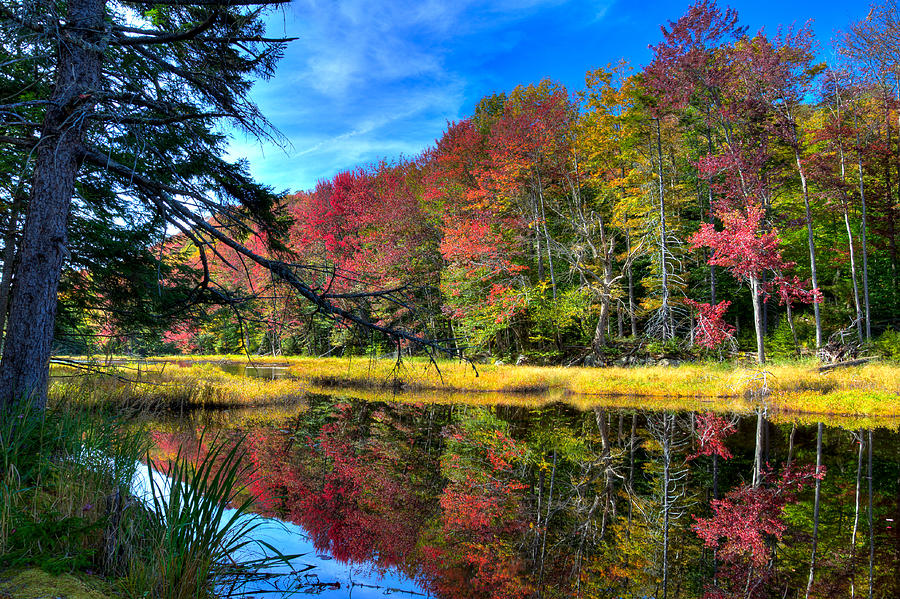 Autumn at the Pond Photograph by David Patterson