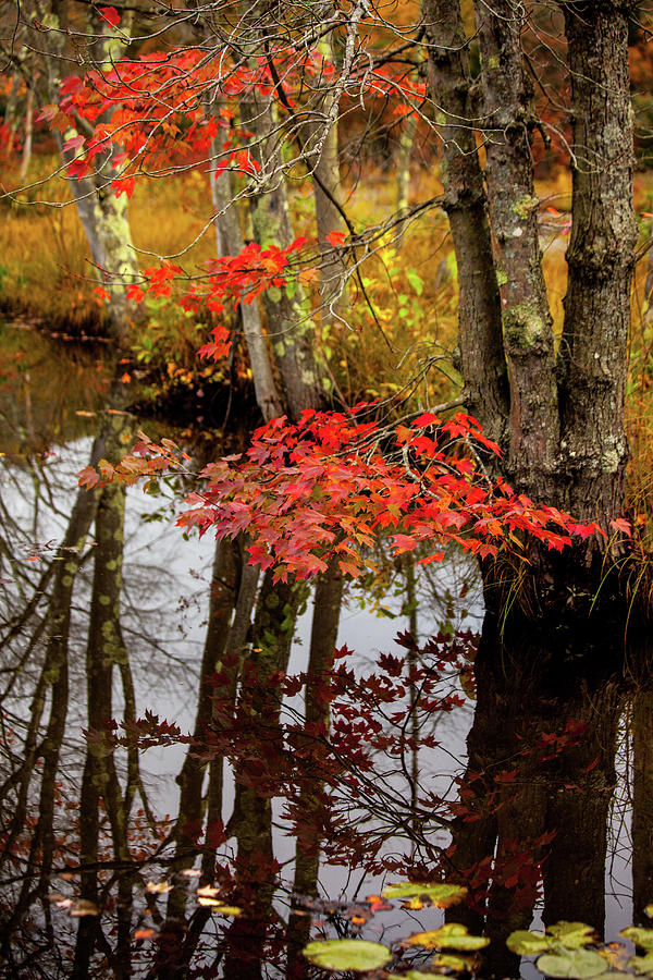 Autumn At The Pond Photograph by Karol Livote