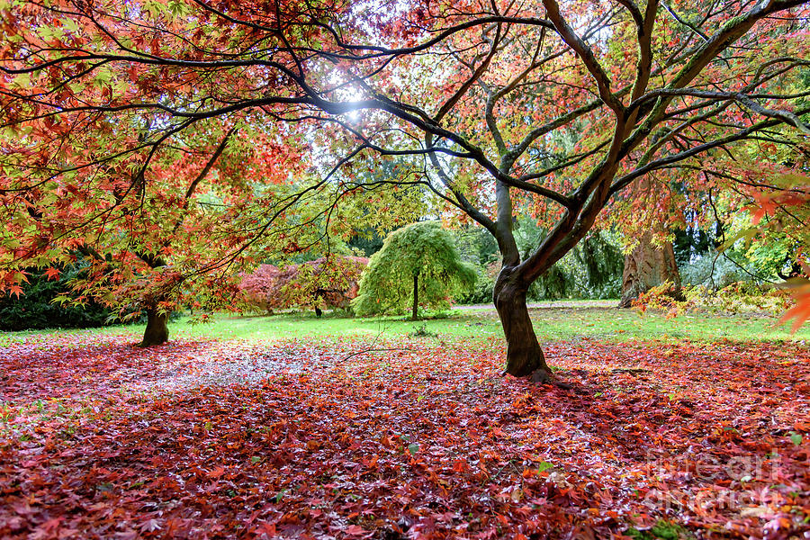 Autumn at Westonbirt Arboretum Photograph by Colin Rayner