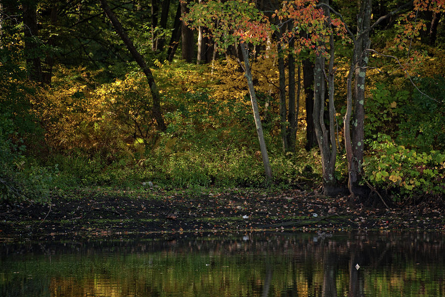 Autumn At Wrights Pond Photograph by Karol Livote