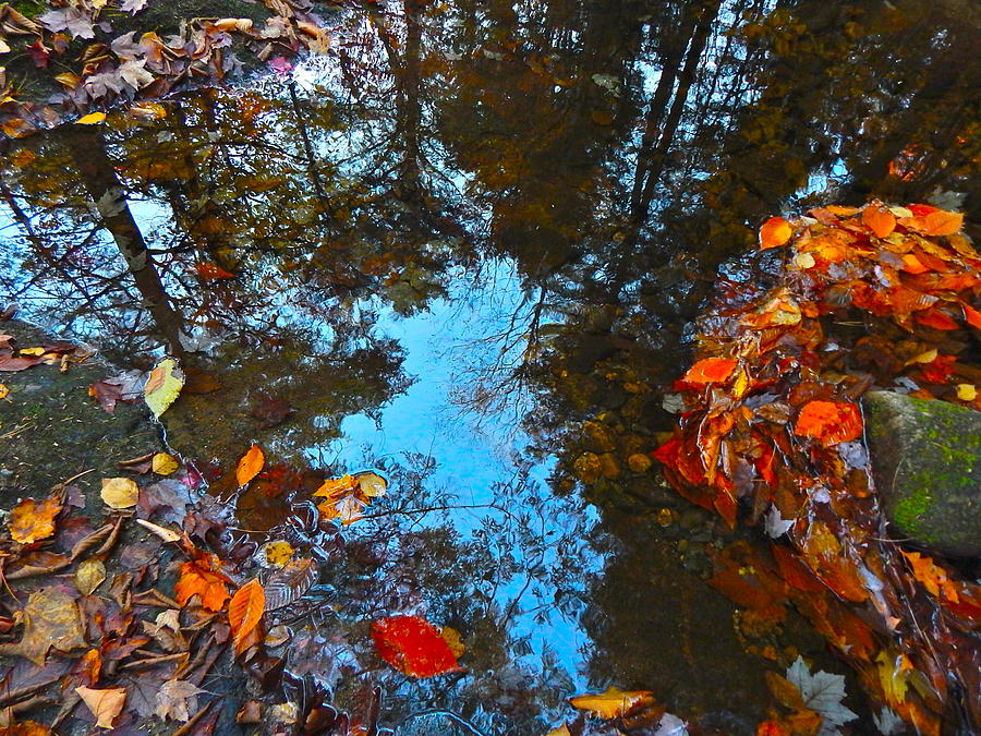 Autumn B 2015 146 Photograph by George Ramos