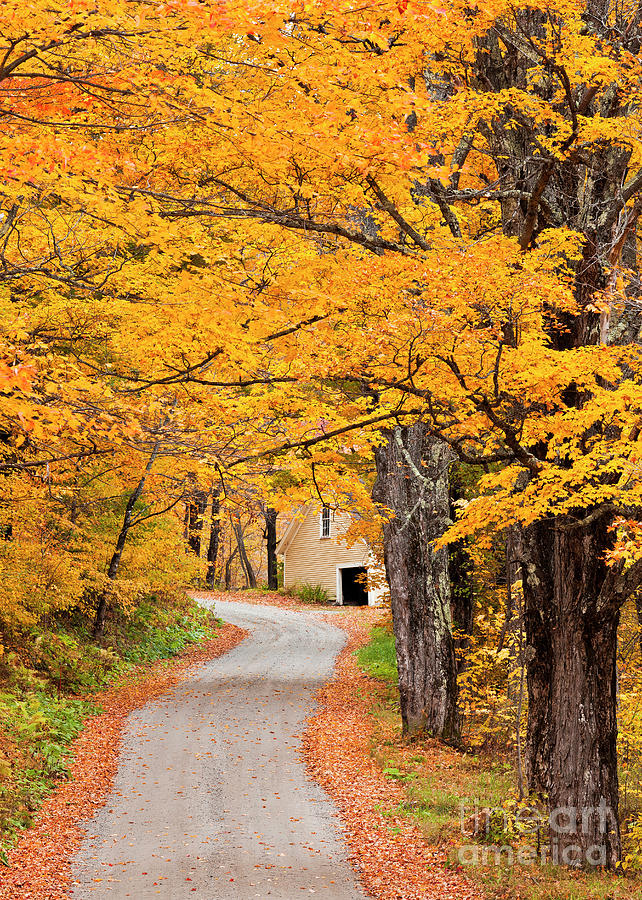 Autumn Back Road Photograph by Alan L Graham