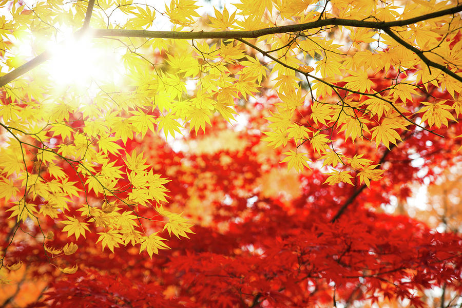 Autumn background  Photograph by Anek Suwannaphoom