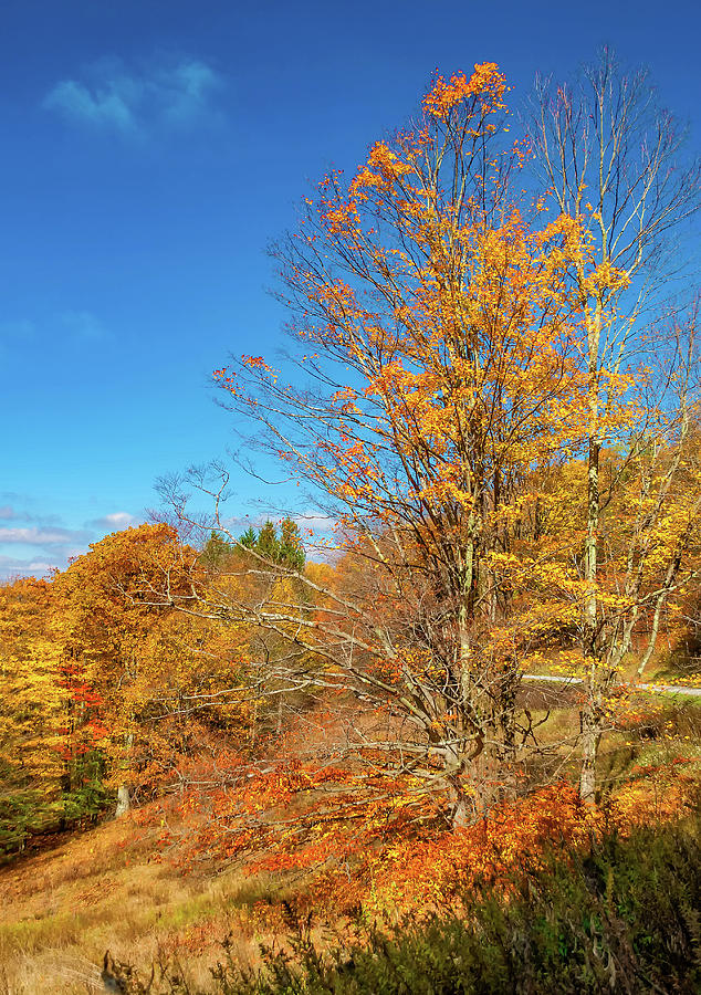 Autumn Backroad - West Virginia Photograph by Steve Harrington