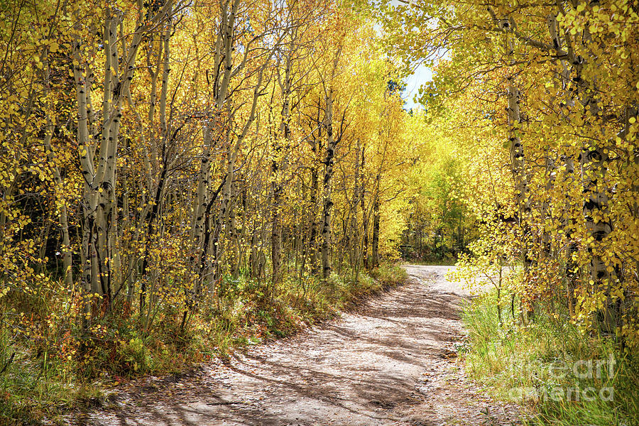 Autumn Backroads Photograph
