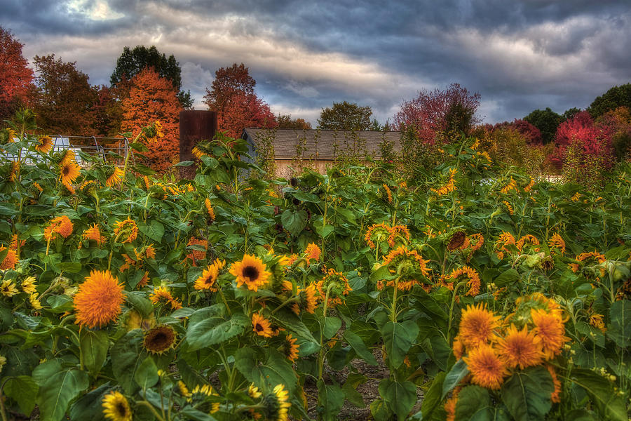 Barn Photograph - Autumn Barn in a Field of Sunflowers by Joann Vitali
