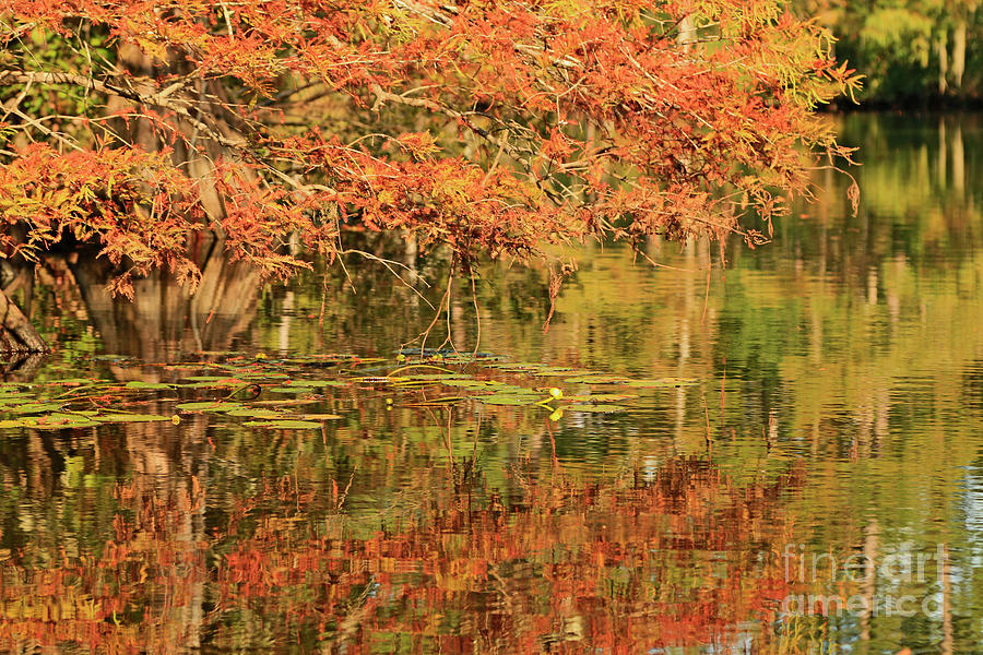 Autumn Bayou Louisiana Photograph by Luana K Perez