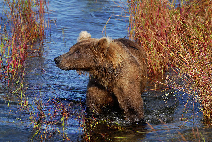 Autumn Bear Photograph by Kaleen Vaden - Fine Art America