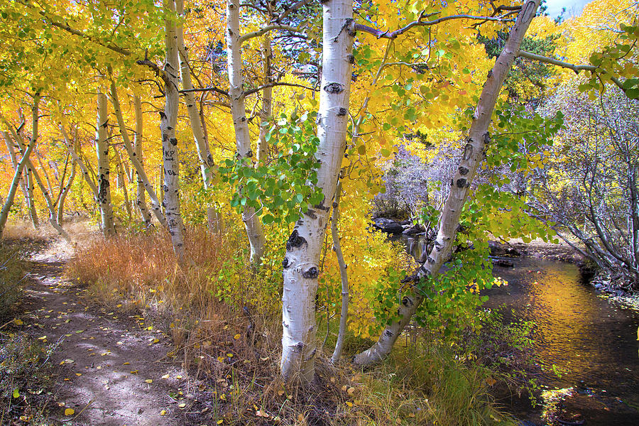 Autumn Beauty at Sherwin Creek Photograph by Lynn Bauer