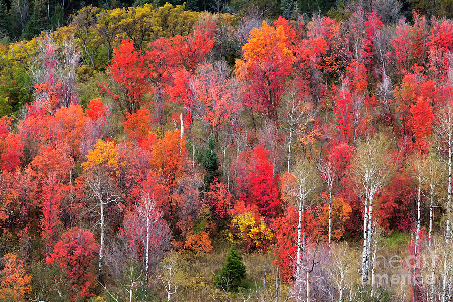 Autumn Beauty Photograph by David Millenheft