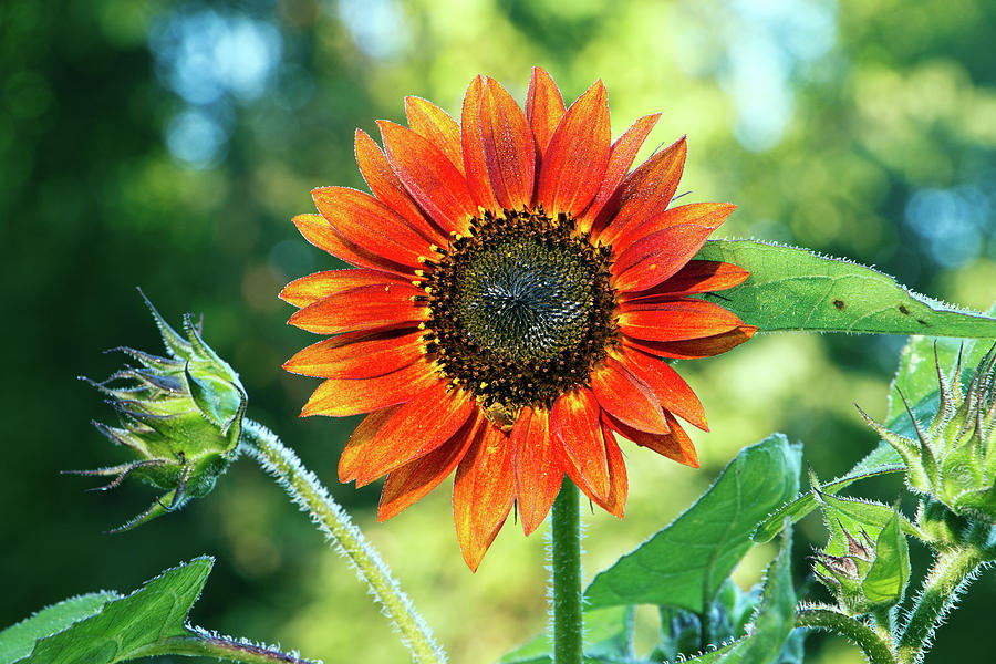 Summer Photograph - Autumn Beauty Sunflower in Summer I by Jeff Severson