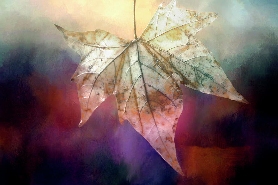 Fall Digital Art - Autumn Beauty by Terry Davis