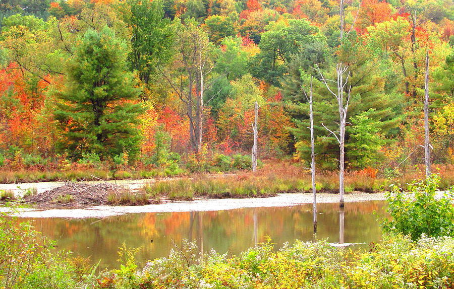 Autumn Beaver Pond Photograph by Joshua Bales