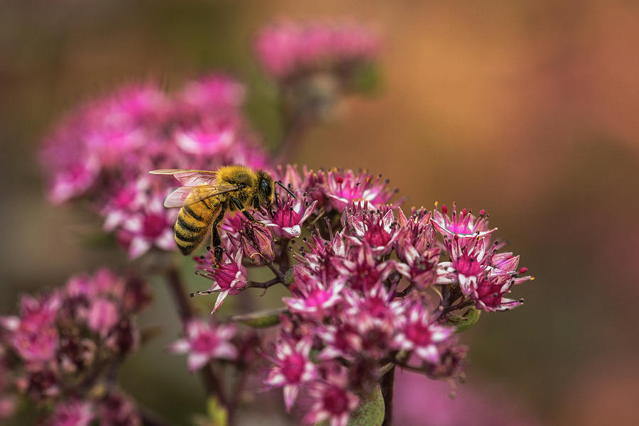 Autumn Bee On Flowers Photograph by Yeates Photography