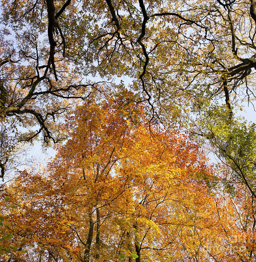 Autumn Beech Canopy Photograph by Tim Gainey