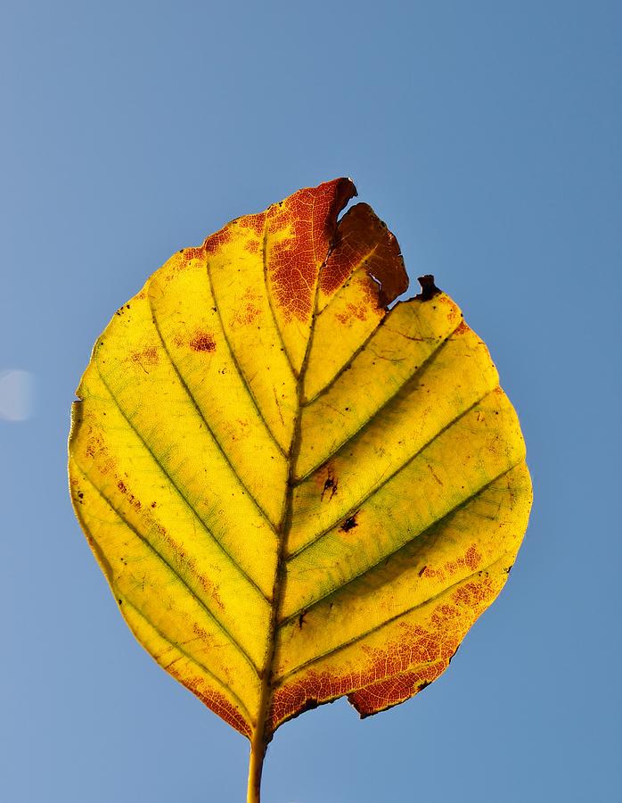 Autumn Beech Leaf Photograph by Richard Brookes