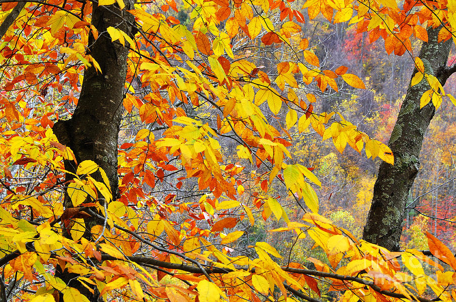 Autumn Beech Leaves  Photograph by Thomas R Fletcher