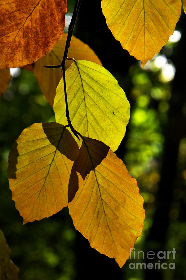 Autumn Beech Tree Leaves Photograph by Martyn Arnold