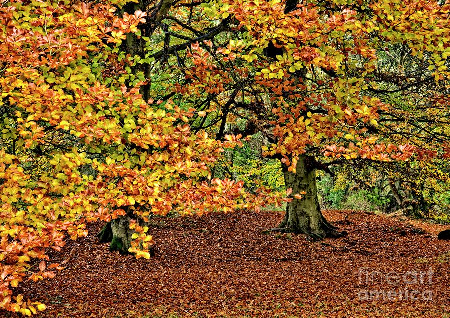 Autumn Beech Trees Photograph by Martyn Arnold