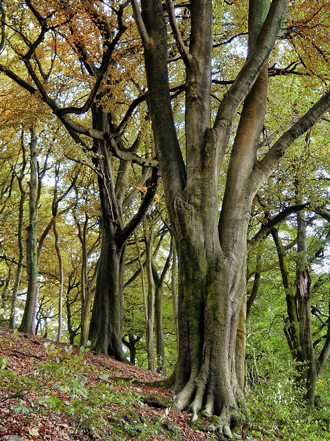 Autumn Beech Trees Photograph By Philip Openshaw